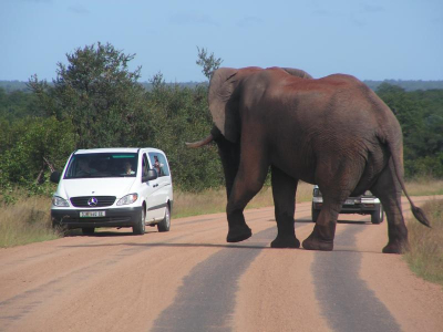 Met mijn familie het Krugerpark bezocht. Al snel vonden we een groep Olifanten, eerst op grote afstand, maar later steeds dichterbij. Totdat ze op den duur besloten over te steken. In de Mercedes bus zit een groot deel van mijn familie, je schrikt wel even als je daar een olifant recht op af ziet lopen. De Olifant dreigde echter alleen even en liep toen weer verder, een onvergetelijke ervaring