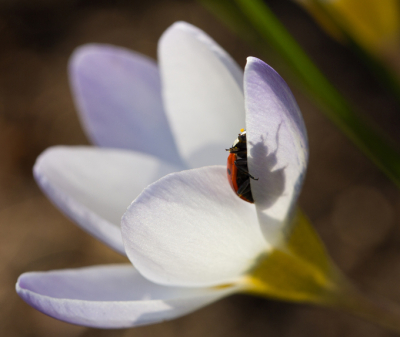 Me and my shadow...
Nogmaals het lieveheersbeestje in mijn tuin. Door de speling van het zonlicht komt zijn (of haar?) schaduw mooi door het bloemblad heen.
En bedankt voor het welkom op NP!