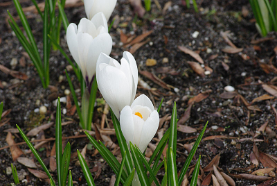 Het valt me op dat crocussen slecht gedetermineerd worden. De belangrijkste van de vele soorten daarom maar op een rijtje.