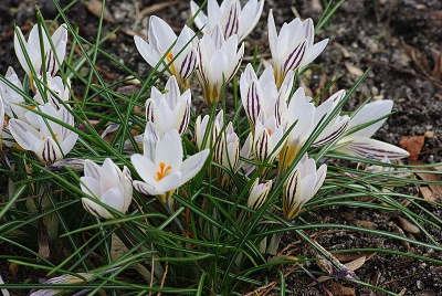 Het valt me op dat crocussen slecht gedetermineerd worden. De belangrijkste van de vele soorten daarom maar op een rijtje.