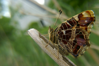 <i class='fa fa-user'></i> Smerinthus | Landkaartje  <i class='fa fa-eye'> 217</i>   <i class='fa fa-comment-o'> 1</i>