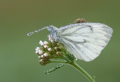 Dit kleine insectje lifte mee op de vleugels van dit Klein Geaderd Witje, waarom, misschien vanwege de dauwdruppels?