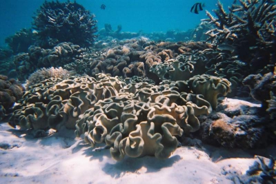 <i class='fa fa-user'></i>&nbsp;Agnes Bax&nbsp;| Koraalrif&nbsp; <i class='fa fa-eye'>&nbsp;149</i> &nbsp; <i class='fa fa-comment-o'>&nbsp;0</i>