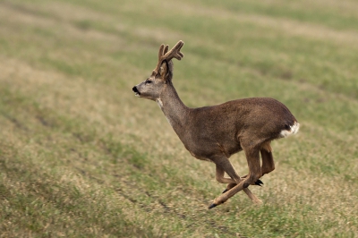 Deze reebok nam de benen, nadat we een tijdje oog in oog met elkaar hadden gestaan. Hij op het pas met gier genjecteerde weiland en ik vanuit trouwe ouwe schicht.