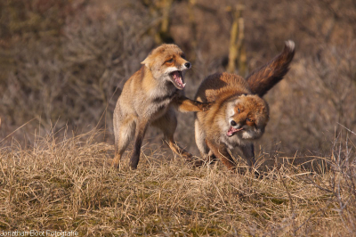 Die dag naar de AWD geweest. Opname gemaakt door de vossen met voer te lokken en zo elkaar te laten stoeien om het voer.