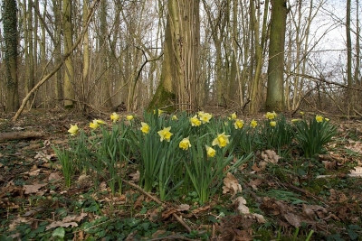 Midden in de oude bossen van het Natuurgebied 'De Doort'  stonden hier en daar groepjes wilde Narcissen.
Deze opname gemaakt liggend op de grond.