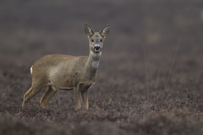 van het weekend naar een heideveld in NH geweest om ree"en proberen te fotograferen. Zoals jullie zien heb ik ze gevonden.
ik vind een ree lastig te fotograferen. op een of andere manier verliest de foto (net als bij edelhert) veel scherpte op grotere afstanden. er komt dan een soort waas over de foto. weet iemand hoe dit komt en wat hieraan te doen is???