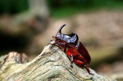 Die dag Han Bouwmeester meegenomen naar een grote nooshoornkeverkolonie die ik ontdekt heb om neushoornkevers te fotograferen (als tegenprestatie van een dagje fotografie in lauwersmeer en wieden). Een aantal neushoornkevers opgezocht (ook larven en poppen). En ze later gefotografeerd. Dit is mijn beste foto geworden van een volwassen mannetje neushoornkever. Han's foto's + verslag staan op http://www.natuurinfocus.nl (ook pop en larf foto).
