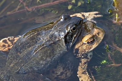 Deze Bruine kikker heeft hier een Gewone pad te pakken.
Vergissingen alom, zeker als straks ook nog de Groene kikker zich laat zien