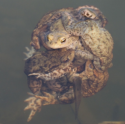 Het blijft  een vreemd verschijnsel een groot aantal mannetje om een vrouwtje. Het geheel speeld zich af onder water.