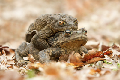 Op mijn bospark barst het van de padden na zonsondergang. Je moet met je gsmmetje bijschijnen wil je ze niet vertrappen. In mijn vogelschuilhutje was dit echtpaar onder gedoken. Heb ze in het bos vrijgelaten en er even met de camera bijgelegen. Beetje peep-show, maar wel gezellig.