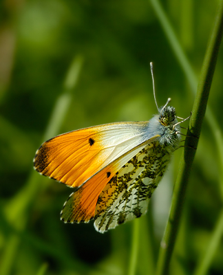 <i class='fa fa-user'></i> Richy | Oranjetipje  <i class='fa fa-eye'> 173</i>   <i class='fa fa-comment-o'> 4</i>