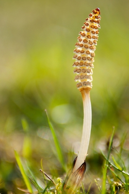 Deze stond in de zon op een helling, dus kon ik hem van onderen benaderen.