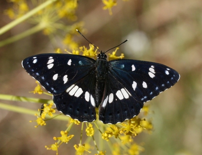 Op verzoek van Daan ga ik hier toch maar een paar van mijn foto's plaatsen. Tijdens ons bezoek aan Lesbos begonnen de eerste Blauwe IJsvogelvlinders tevoorschijn te komen. Mooie beesten! Deze had een territorium met enkele wilde venkelplanten die hij verdedigde tegen alles wat bewoon!