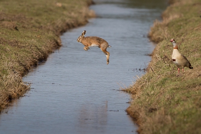 Haas springt (ram)  over sloot op zoek naar moertjes in de rammeltijd.
