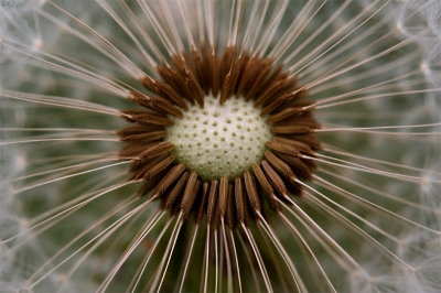 Canon EOS350D met EFS 60 macro,
f 5.6, 1/180 ISO 100