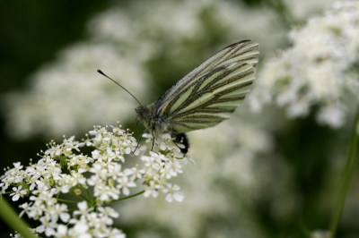 Canon Eos350D mey EFS 60 macro,
f 5.6, 1/250, ISo 100