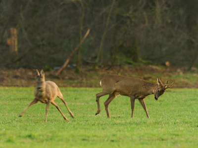 Nog een opname uit het showballet  "Capreolus Capreolus" dat gisteren op de 1e lentedag ten tonele werd gebracht.