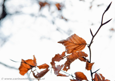 Genomen op een zonnige koude ochtend in de Amsterdamse Waterleidingduinen.
