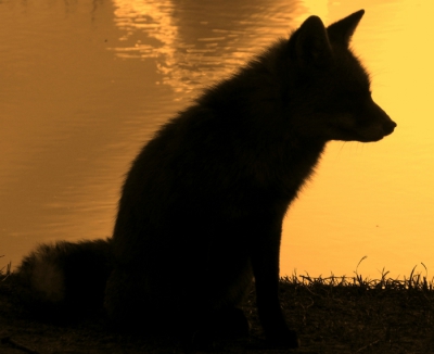 Deze vos zat bij een kanaal, de zon ging onder. Het is een tamme vos, niet goed maar zelf vond ik hem wel mooi poseren.