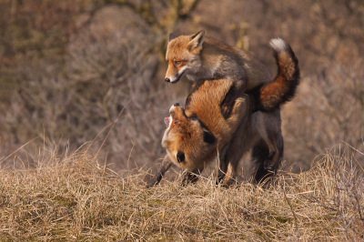 Deze vossen gefotografeerd bij de Amsterdamse water duinen. 
Jammer genoeg bleven ze die dag niet lang.