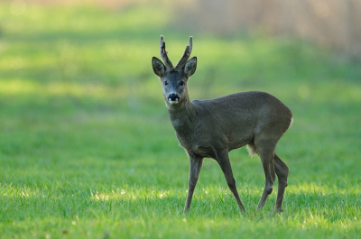 Nu de wintersprongen weer uiteen vallen , moeten de bokken blijkbaar behoorlijk strijd leveren voor een eigen territorium.
Deze bok had een behoorlijke vleeswond opgelopen.