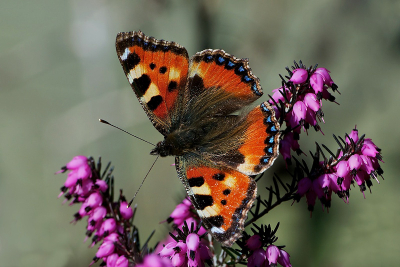 Van de week de eerste vlinders gezien en gefotografeerd. Toen ik er vanmiddag op vlinderjacht wou gaan, zat deze Kleine Vos in mijn eigen tuin op de heide.