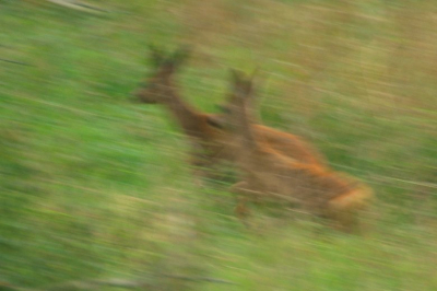 De opname gemaakt met de Nikon D70 en de Sigma 100-400 vanuit een hooggzit om ca. 19.30 uur.