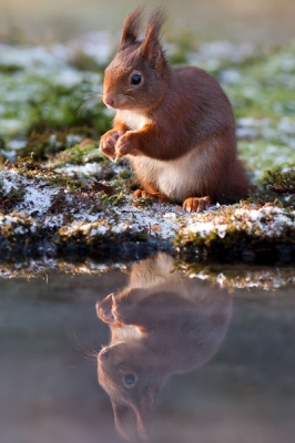 Met de Canon 40D deze mooie eekhoorn gefotografeerd die een kijkje kwam nemen bij een vijver.