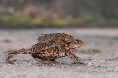 Op het pad liepen veel padden richting de vijver. Bij dit paar ben ik naast ze gaan liggen en heb ik gewacht tot ze weer verder liepen.