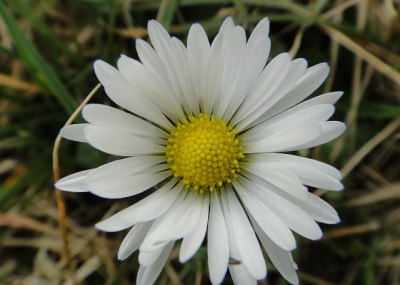Wandelend in een zwak zonnetje die zo graag wil doorbreken een shot van deze kleine voorjaarsbloem gemaakt.
