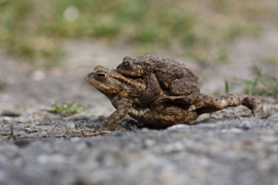 Dit koppeltje was vrolijk "on the move", zon scheen door de wolken heen.