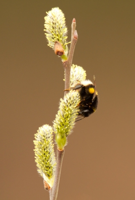 Tijdens een wandeling zag ik dit hommeltje op wat jonge scheuten. Ben op de minimale scherpstelafstand gaan staan en met de convertor ertussen kon ik deze foto maken. Ik vind hem erg geslaagd voor de apparatuur die hier eigenlijk niet echt voor gemaakt is.
