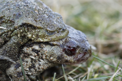 Ik had al een foto laten zien met tekst erbij dat de ogen van het vrouwtje rood zijn en dat het wel bloed lijkt. Hier een close up waar het nog wat beter te zien is. Beide ogen waren rood.