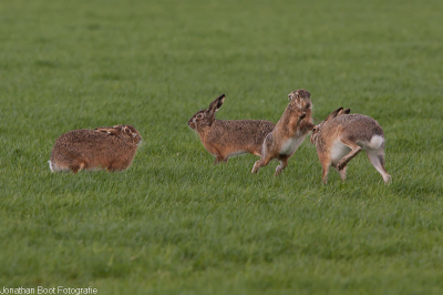 Dit beeld is bijna hetzelfde als de andere die ik geupload heb maar deze is ook wel scherp