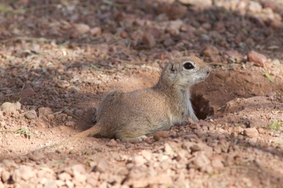 Deze grondeekhoorn (?) gefotografeerd in Papago Park in Phoenx AZ. Hoop dat iemand weet welke eekhoorn dit precies is. Alvast bedankt!