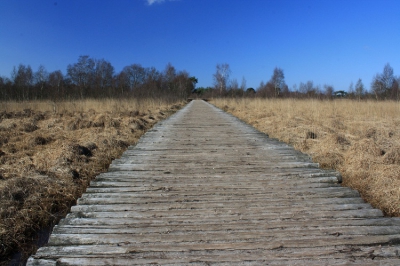Genomen tijdens Natuur Foto Workshop in Nationaal Park De Groote Peel, zittend op mijn knie�n.