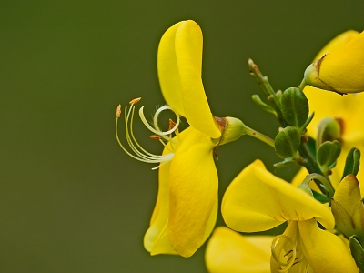 De natuur in is heel mooi groen en gelukkig ook veel kleurige bloemen, deze brem doet het fantastisch in de duinen. Vanmiddag en vanavond veeeel regen, dan wordt alles nog groener en mooier :)