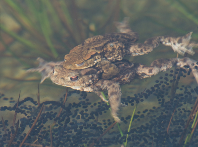 Nog 2 "onderwaterfoto's" van padden. ook daar is het een drukte van belang. Op de eerste foto wordt er, volgens mij, een snoer afgezet.