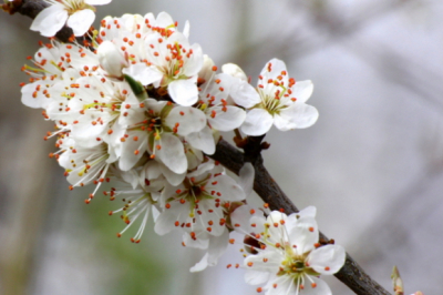 Van de Sleedoornbessen in een flesje gin bereid ik in het najaar een heerlijkdrankje.