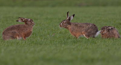 Deze haas is wel erg dreigend naar het vrouwtje toe. Deze foto met de hoekzoeker gemaakt.
____________________________________________
visit my website: www.pbase.com/jonathan