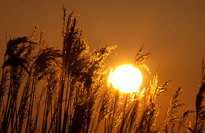 Vanochtend vroeg opgestaan om bij zonsopkomst wat foto's te maken bij Holwerd. Prachtig hoe de zon door het riet scheen. Even ging er een rietgors op de pluim zitten, maar was helaas net te laat.