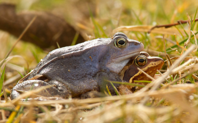 Tijdens het vogelen zag ik ineens wat vreemds op het pad... Het was een koppeltje heikikkers die in plaats van in het water gewoon midden op het pad zaten...? Best vreemd toch? Foto met niet de ideale apparatuur gemaakt, en het kleine sprietje voor de kop wou ik niet weghalen, want wou ze niet storen.