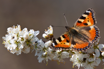 Vandaag een lekkere wandeling gemaakt  door de  Zeewoldense bossen. Deze bloeiende sleedoorn trok niet alleen mijn aandacht, maar ook die van veel insecten en vlinders.