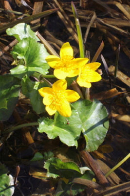 Tussen het rottende riet wortelt deze Dotterbloem.
Dit is mijn tweede poging om in Nederpix met een foto te scoren!