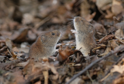Dit bijzonder moment vond per toeval plaats voor mijn lens. Ik was bezig met tuinvogels en zag in een ooghoek telkens een muis lopen op een takkenwal in de tuin. Ik besloot hier wat vogelvoer neer te leggen en een uur later weer eens te kijken. Zo gezegd zo gedaan en na een uur kwam er vrijwel elke minuut een muis eten. Leuke foto's gemaakt maar verbaasde wel over de snelheid van de muis. Ene moment op het voer en 10 sec later 5 meter verderop in de wal te zien. Mijn vermoeden dat er dus 2 waren werd bevestigd toen de muizen gelijktijdig kwamen eten. Als hazen op de achterpoten en dan met de pootjes slaan om de ander te verjagen! Niet eerder heb ik zoiets moois gezien in de tuin. Je hebt eigenlijk geen idee wat er allemaal gebeurd in de kleine ruimtes.