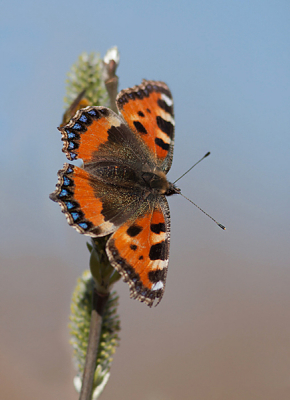 Afgelopen zondag was een prachtige dag om een wandeling te maken. Onderweg veel foto's kunnen maken waaronder deze kleine vos tegen de blauwe lucht.