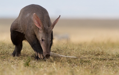 Een Aardvarken,een vrij algemeen dier in Afrika,maar je ziet ze bijna nooit,behoort tot een eigen familie met maar een soort,leeft van termieten die hij uitgraaft met zijn enorme klauwen.
Dit dier is een vrouwtje te herkennen aan de witte staart