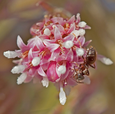 Zomaar een enkele bloem van het hoefblad geselctreert. met als bonus de mier die dankbaar gebruik maakte van de nectar van de bloem.