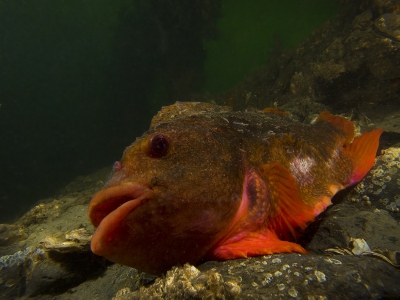 Deze periode is de tijd om onderwater in contact te komen met de snotolf. De snotolf is een zoutwatervis.  De vis prefereert een arctisch tot gematigd klimaat en leeft in het noorden van de Atlantische Oceaan, de Noordzee en de Oostzee op 50 tot 400 mtr diepte.

In het voorjaar komt de snotolf ondermeer naar de Oosterschelde en de Grevelingen om te paren en eieren te leggen. Het mannetje broedt de eitjes uit in ondiep water.